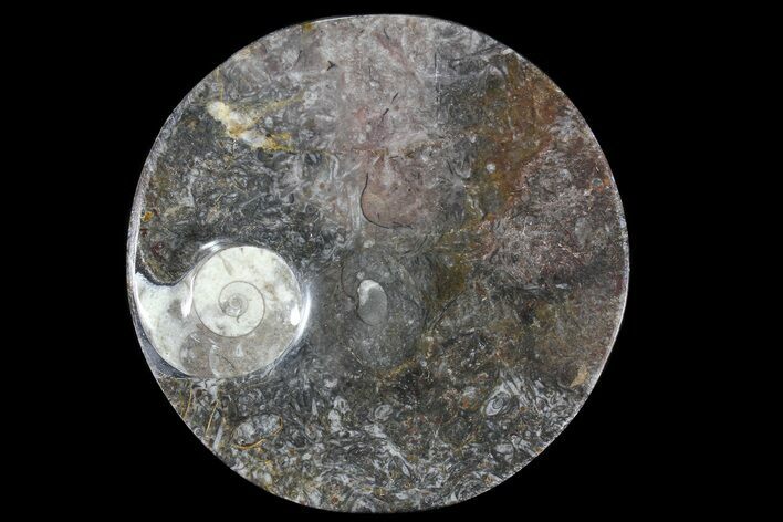Round Fossil Goniatite Dish #73727